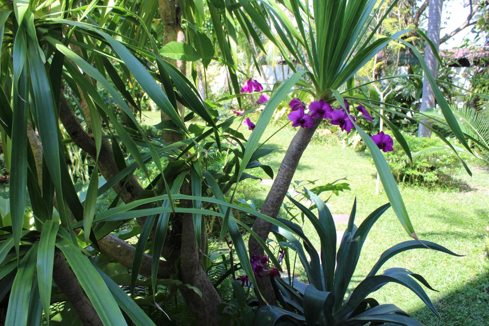 White Elephant Resort Surin Esterno foto